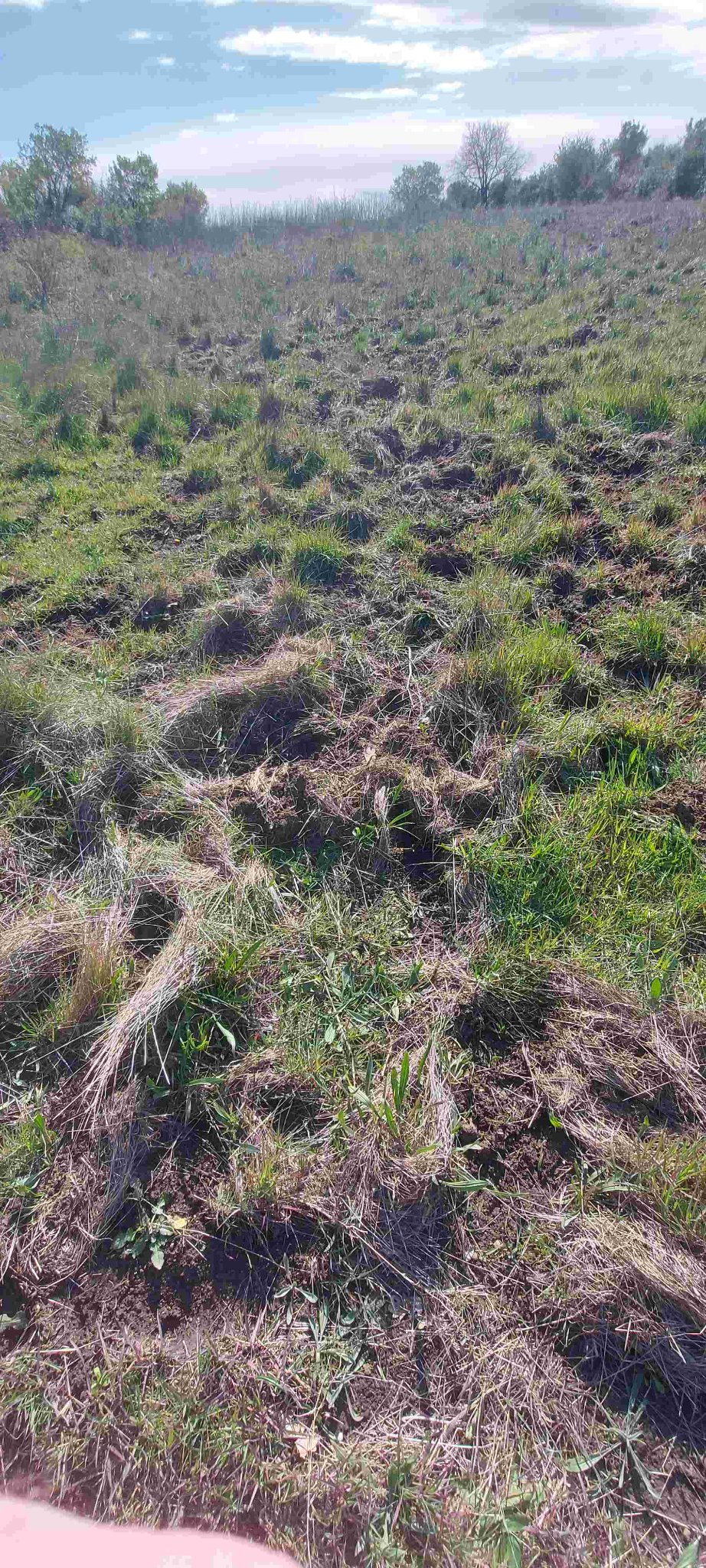 vue représentative sol sangliers.jpg